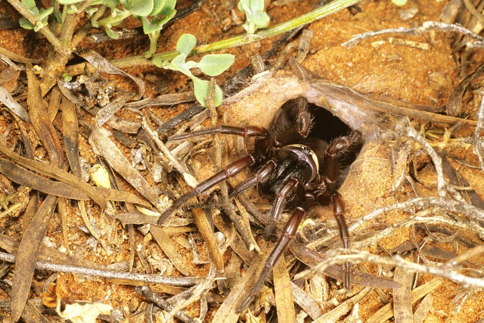 Another Australian native, the Funnel Web Spider, is the most venomous land animal.