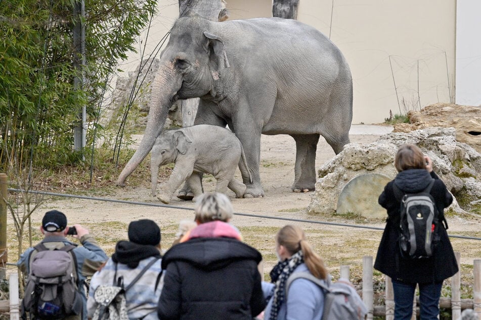 Die Tiere in Hellabrunn locken jährlich zig Tausende Besucher an. Das Gehege der Mähnenrobben allerdings ist jetzt vorerst leer.
