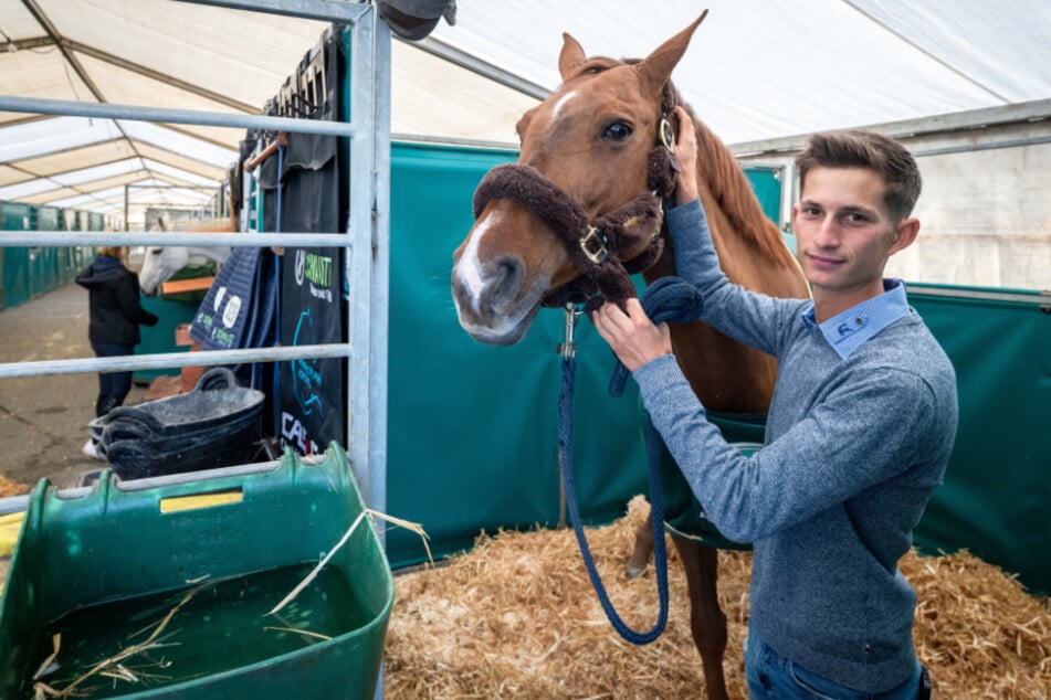 Marvin Jüngel (23) kämpft dieses Jahr unter anderem mit seiner Stute Balous Erbin, hier in einer Stallbox, um den "Großen Preis von Sachsen".