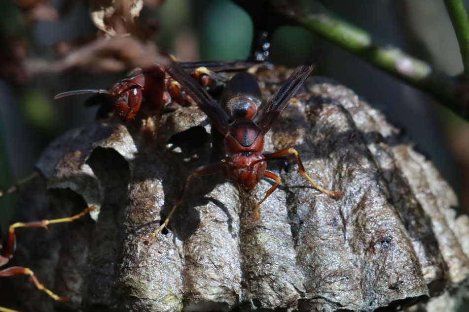 Asian giant hornets are apex predators within the insect world.