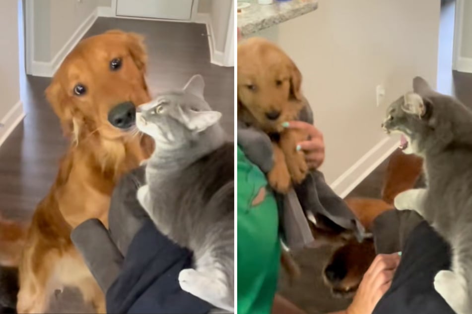 Gato quiere deshacerse de nuevo cachorro: reacción del perro mayor derrite corazones