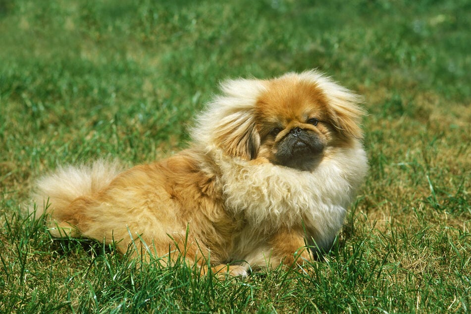 The Pekingese are wacky little dogs.