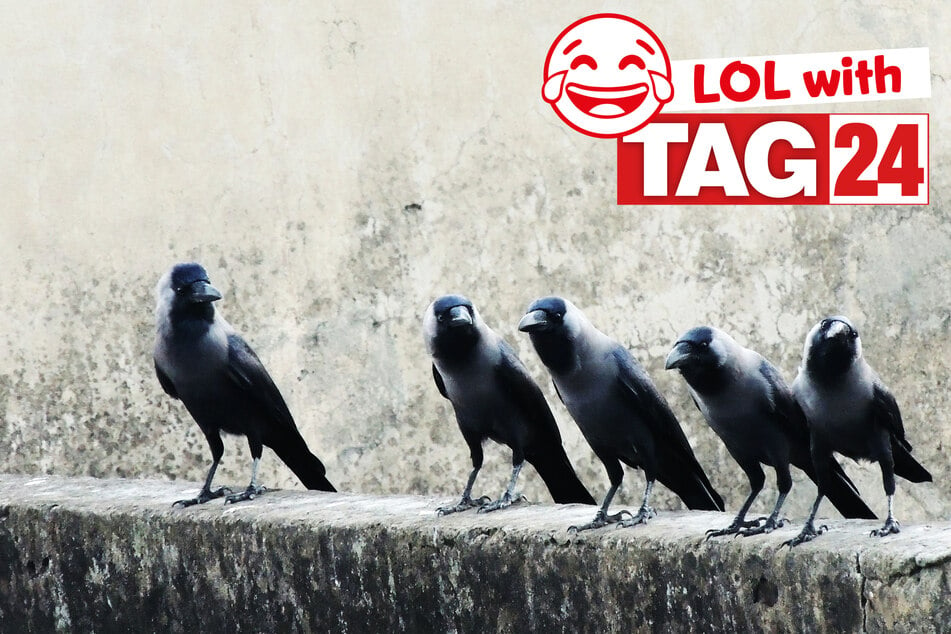 Today's Joke of the Day is has its crows in a row.