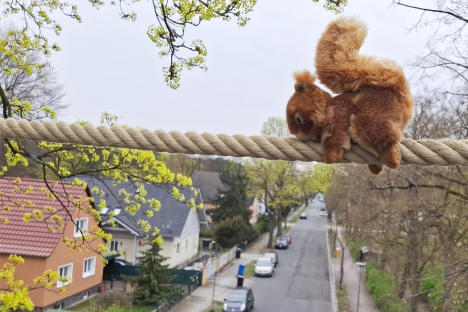 Berlin: Kurioses Projekt in Berlin: Eichhörnchen wechseln Straße künftig per Seil