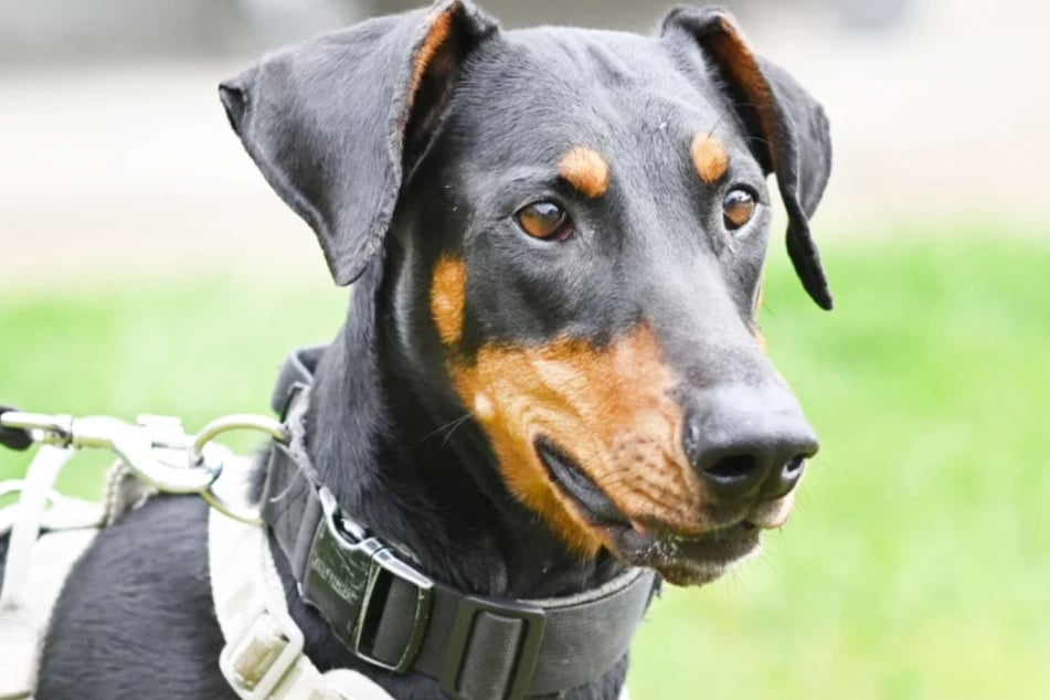 Dobermann-Hündin Coco (3) wartet im Berliner Tierheim auf Menschen, die sie adoptieren.