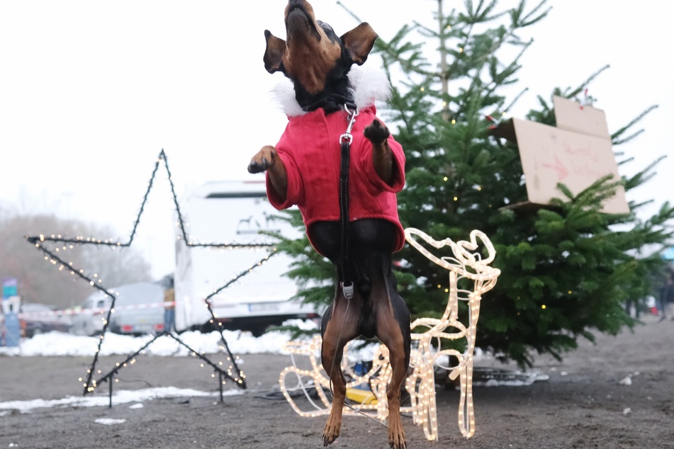 Der Hunde-Weihnachtsmarkt fand am Sonntag auf dem Festplatz statt.