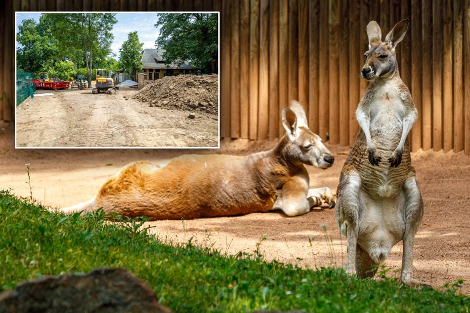 Sie hüpfen vor Freude: Neue Anlage für die Dresdner Zoo-Kängurus