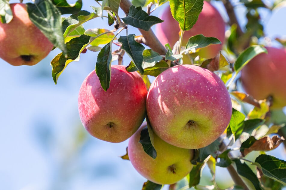 Rund um den Apfel dreht sich alles im Barockschloss Rammenau. (Symbolbild)