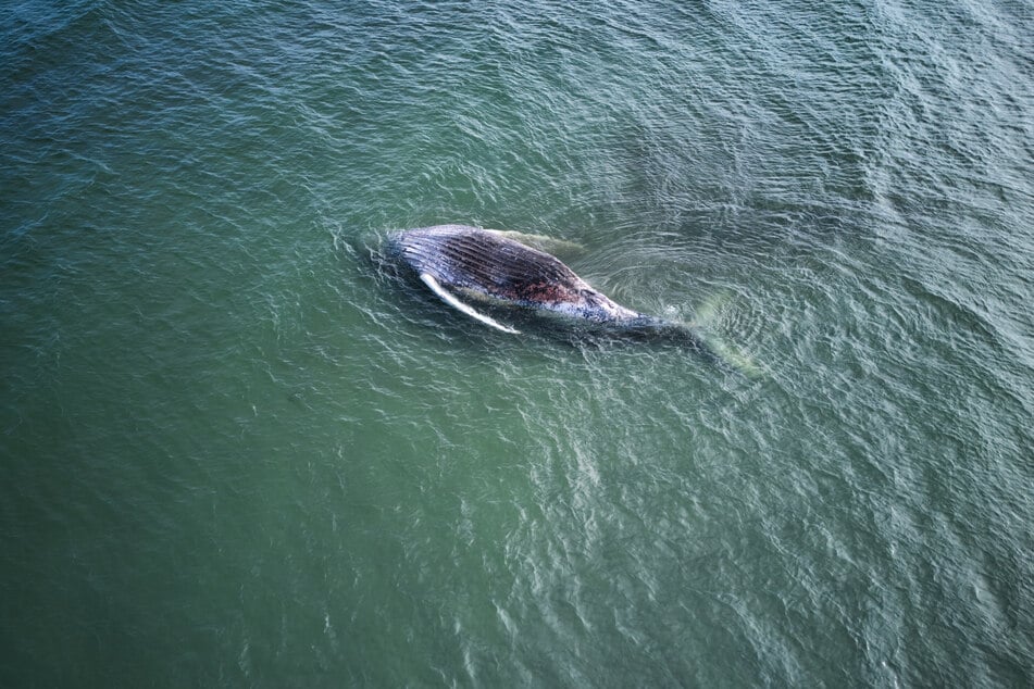 Der tote Körper von "Timmy" liegt vor der dänischen Insel Anholt. Der Wal war Ende März erstmals am Timmendorfer Strand gestrandet und rund einen Monat später in die Nordsee transportiert worden.