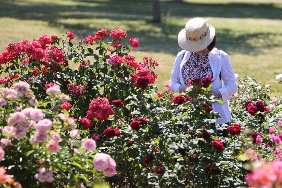 Die Rosensammlung ist ein lebendes Museum und zugleich eine einmalige Rosen-Gen-Bank.