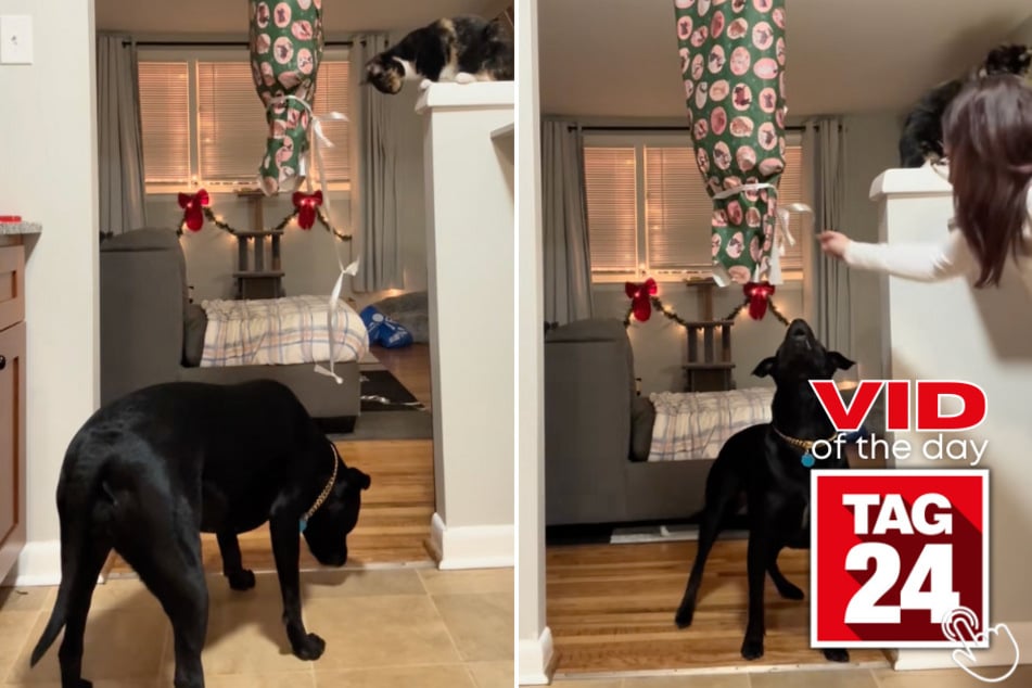 Luna worked overtime for her Christmas haul, and Harper the cat made sure to judge every single move from above.
