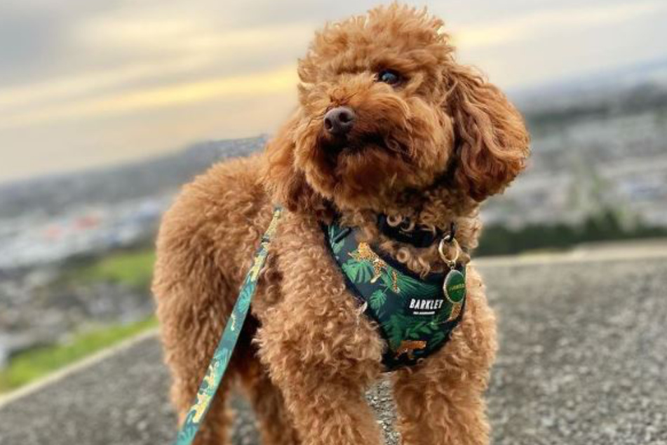 Burrito the poodle suddenly disappeared while playing at a park in Auckland, New Zealand.