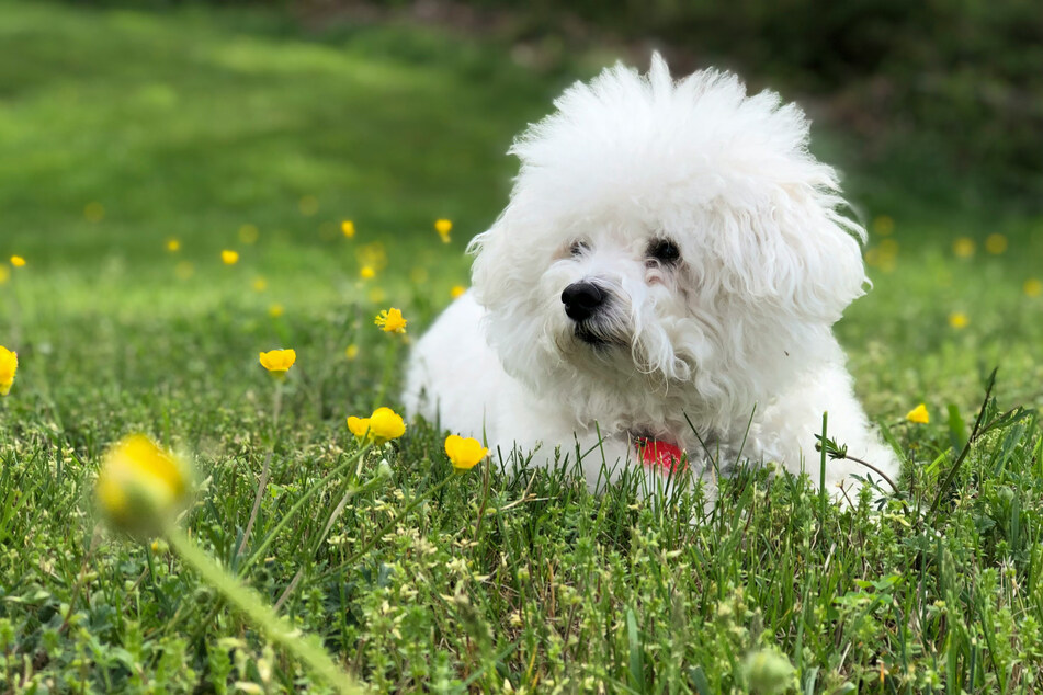 You can't get much more of a fluff ball than the bichon frise.