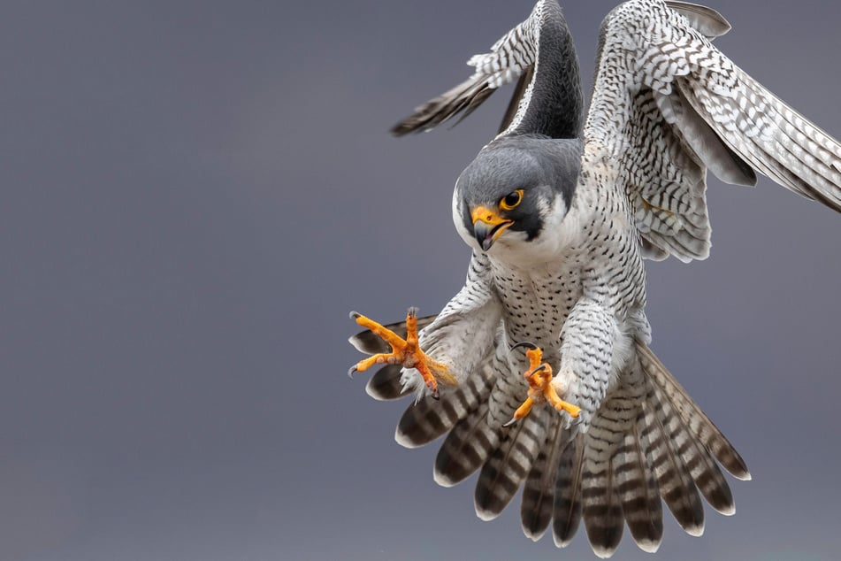 Den ersten Platz des Rankings belegte mit dem Vogelpark Marlow in Mecklenburg-Vorpommern ebenfalls ein Tierpark, bei dem Vögel im Vordergrund stehen. (Symbolbild)