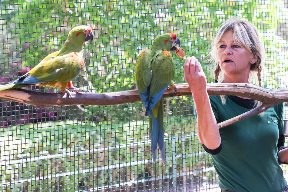 Dresdner Zoo kämpft für bedrohte Aras in Bolivien