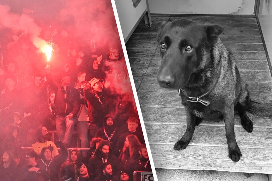 Heftige Krawalle vor Erstligaspiel: Polizeihund stirbt im Einsatz