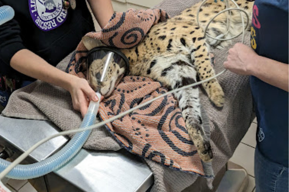 Amiry the wild cat was first treated by Cincinnati Animal CARE after cocaine wad found in his system.
