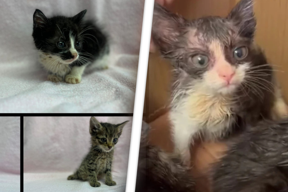 Noch in der vergangenen Woche wirkten die drei kleinen Kätzchen mehr tot als lebendig. Mittlerweile wirken die Kitten fit und gesund - und haben sogar neue Namen.