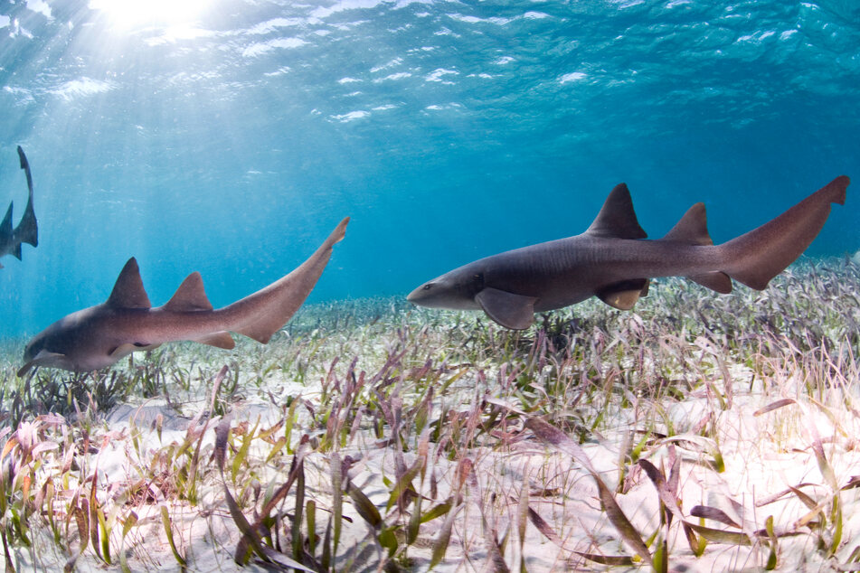 Ammenhaie, hier im Hol Chan Marine Reserve zu sehen, stehen auf der Roten Liste der bedrohten Tierarten.