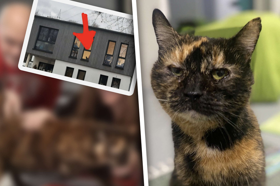 Kranke Katze wartete im Tierheim lange auf eine neue Familie: Nun gab es endlich ein Happy End