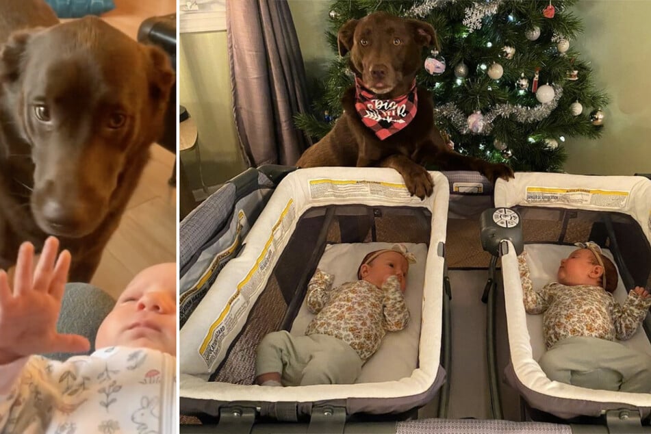 Family dog melts hearts after meeting twin babies for first time