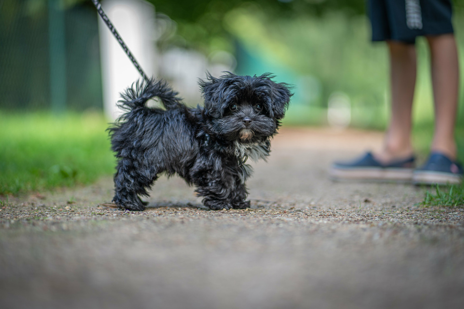Ein kleiner Hundewelpe wurde vor Kurzem beinahe zu Diebesgut! (Symbolbild)