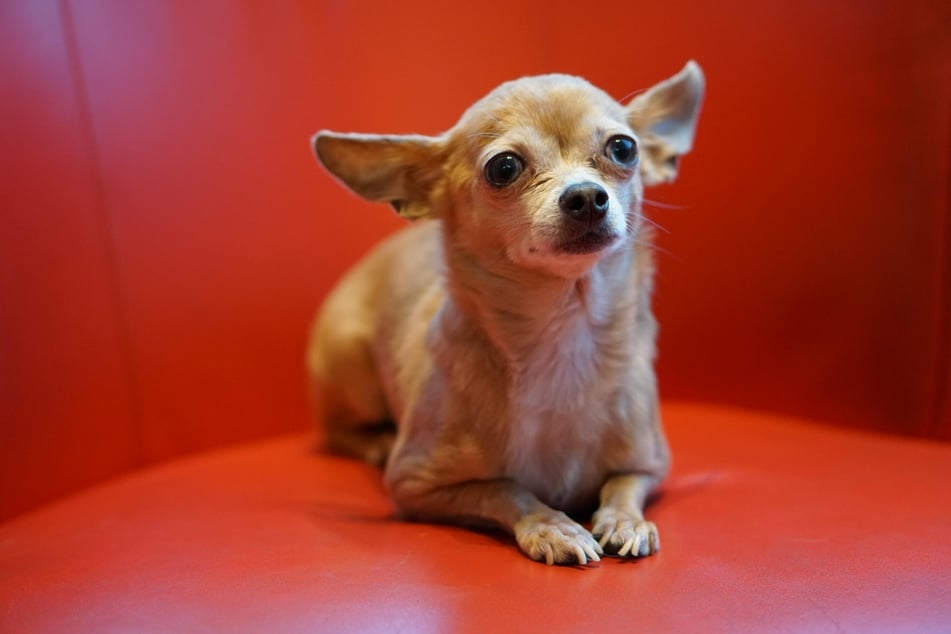 Die kleinsten Hunde der Welt sind oftmals Chihuahuas (Symbolbild).