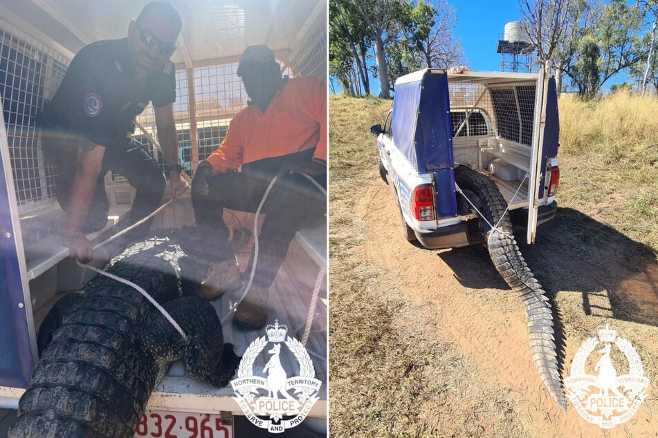 Northern Territory Police officers and Department of Environment, Parks and Water Security rangers remove a crocodile in Bulla, Australia.