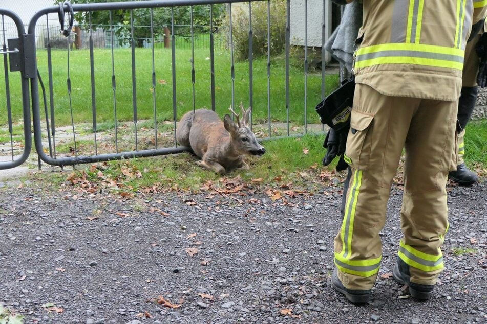 Die Feuerwehr in Hohnstädt musste am Samstag einen Rehbock aus einer misslichen Lage befreien.