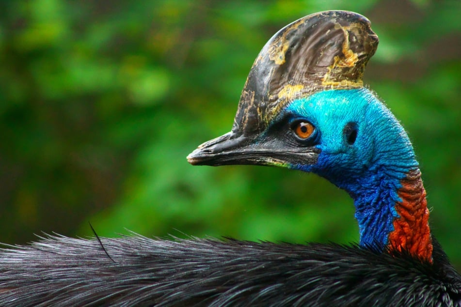 Ist der Kasuar der gefährlichste Vogel der Welt?