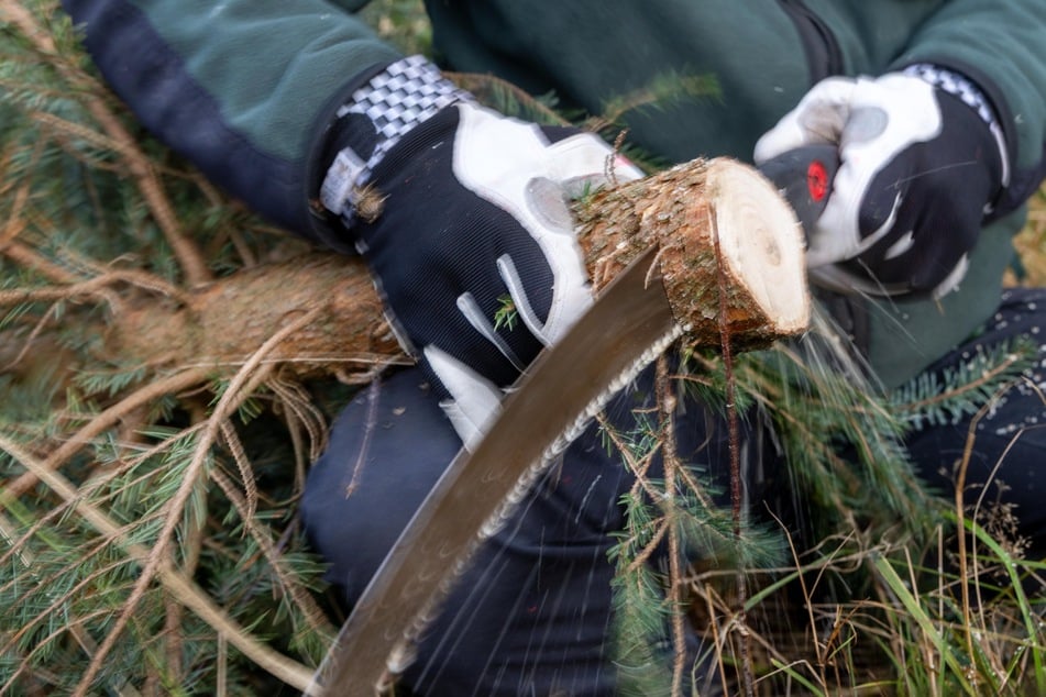 Experten-Tipp in Aktion: Ein frischer Anschnitt sorgt für maximale Haltbarkeit.