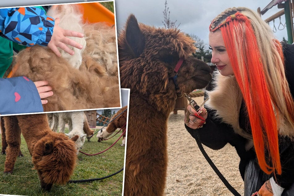 Dresden: Alpaka-Besuch in der Kita: Dresdner Influencerin macht Kindern eine Freude
