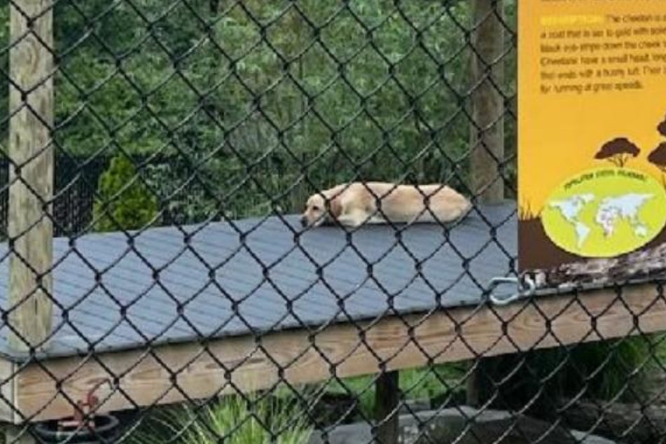 Geparden-Dame Nandi macht sich rar: Immerhin: Labrador Bowie hält im gemeinsamen Käfig die Stellung und die Besucher bei Laune.