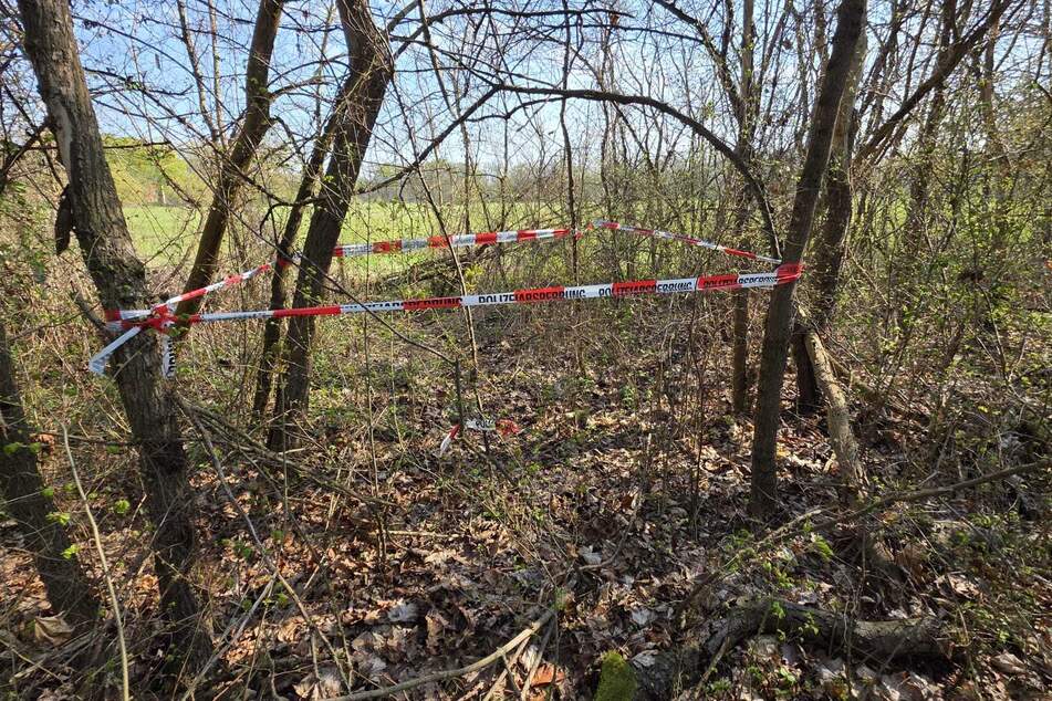 In diesem Wald nahe Schkeuditz und der B186 wurde der Schädel gefunden.