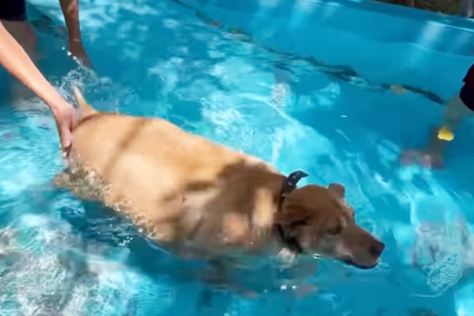 Bella muss unter anderem Hydrotherapie machen, um abzunehmen.