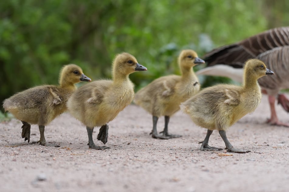 Graugänseküken sind im Verband unterwegs. Fliegen können die Jungtiere in dem Alter noch nicht (Symbolfoto)