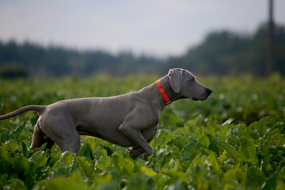 Pointers are fit and healthy creatures, and incredibly sporty.