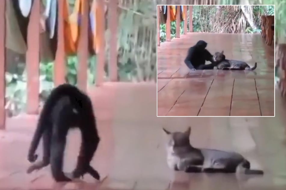 Affe trifft auf Katze - was dann passiert, ist unglaublich süß