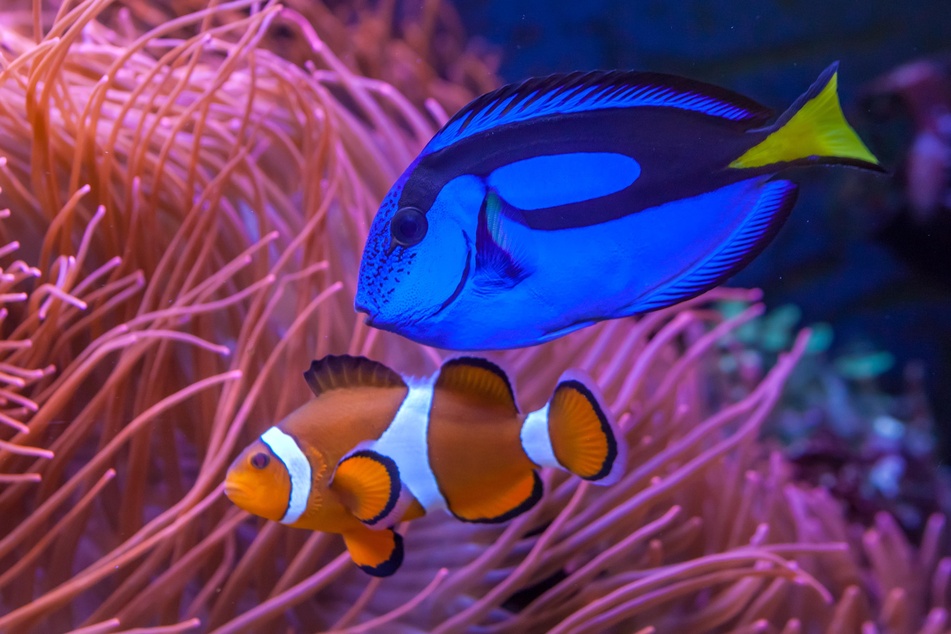 Im Meeresaquarium tummeln sich zahlreiche Exoten.