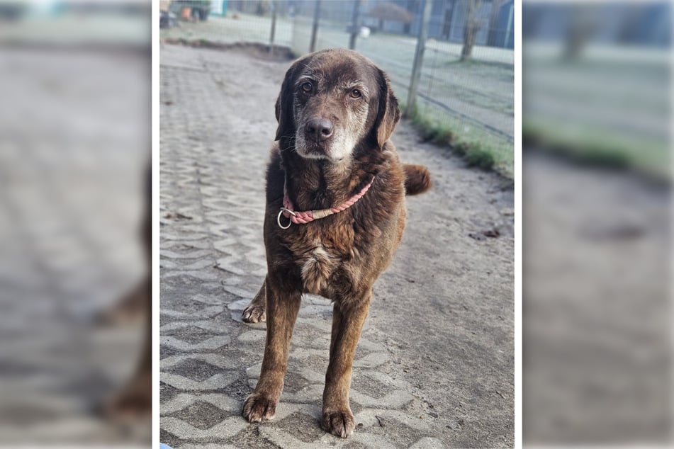 Hündin Enna lebte in einem Zwinger und wartet im Tierheim Gardelegen auf liebevolle Menschen, die ihr eine neue Bleibe schenken.