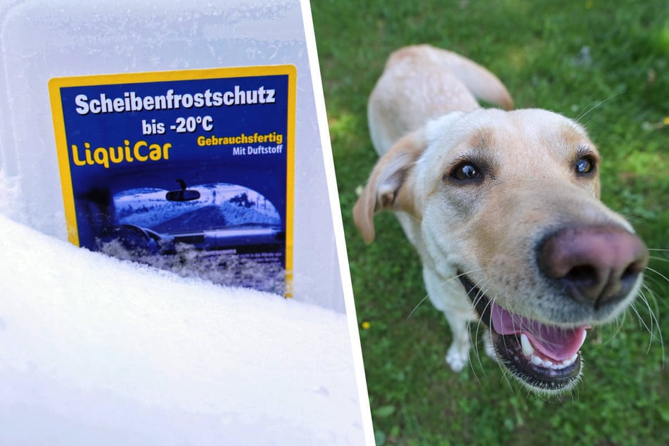 Hunde "lieben Frostschutzmittel": So könnt Ihr gegen Vergiftungen vorgehen!