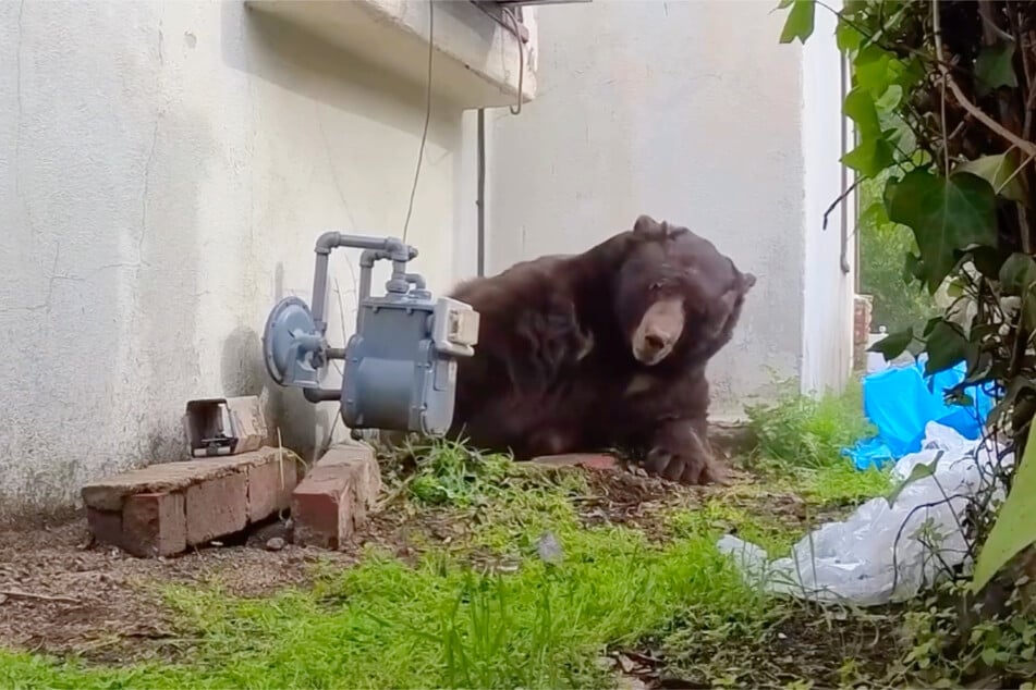 Meister Petz konnte von den Tierschützern von "The BEAR League" aus dem Keller vertrieben werden. Ein Video zeigt den Moment des Herauskriechens.