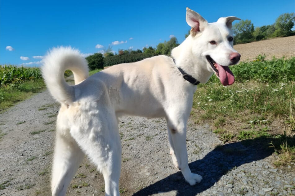 Husky-Labrador-Mix Konfetti (6) hat eben manchmal auch Konfetti im Kopf.