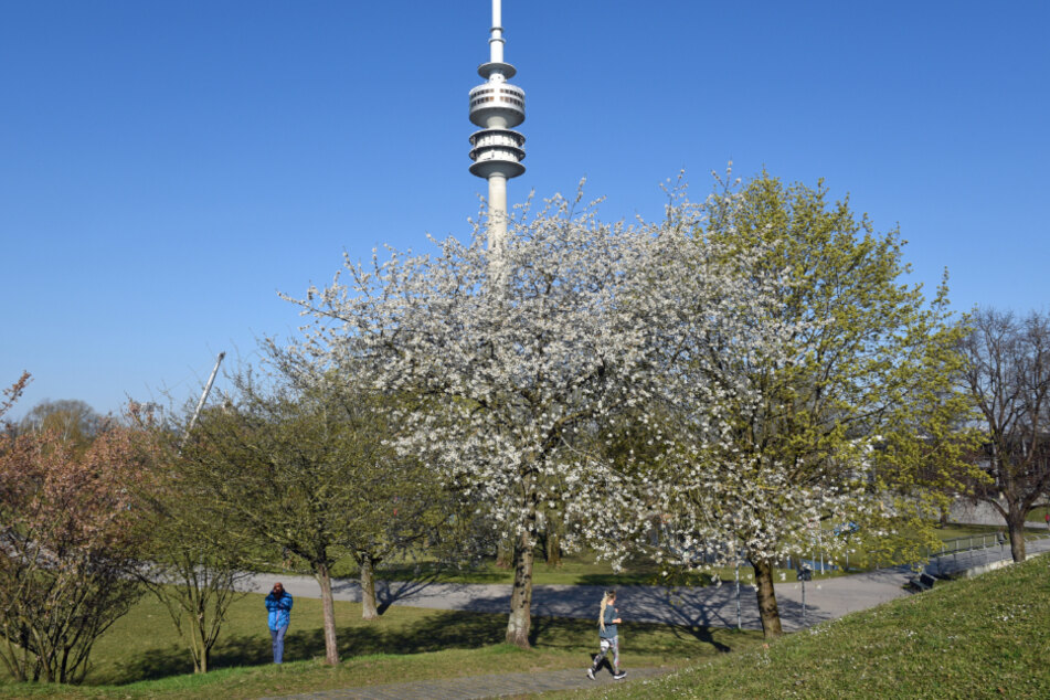 Blühende Bäume, blauer Himmel und Frühlingstemperaturen laden mit Sicherheitsabstand zum Spazierengehen im Olympiapark ein.