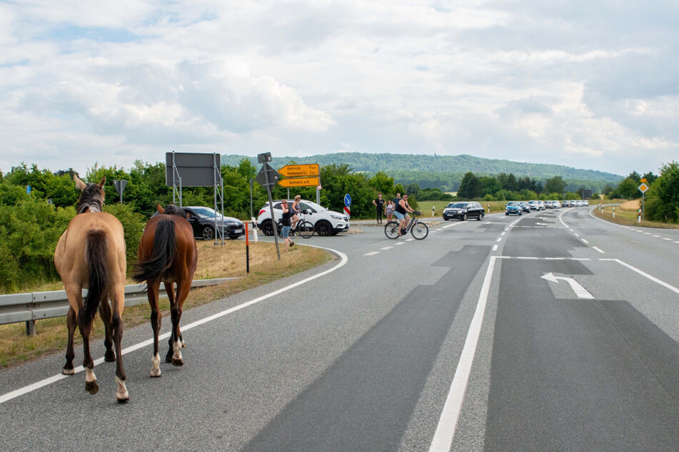 Einige Auto- und Fahrradfahrer hielten an, um die Pferde wieder auf ihre Koppel zu bringen.