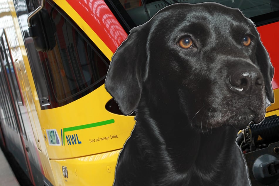 Frau erlebt Albtraum auf Zugfahrt: Reaktion von Labrador-Hündin ist Gold wert