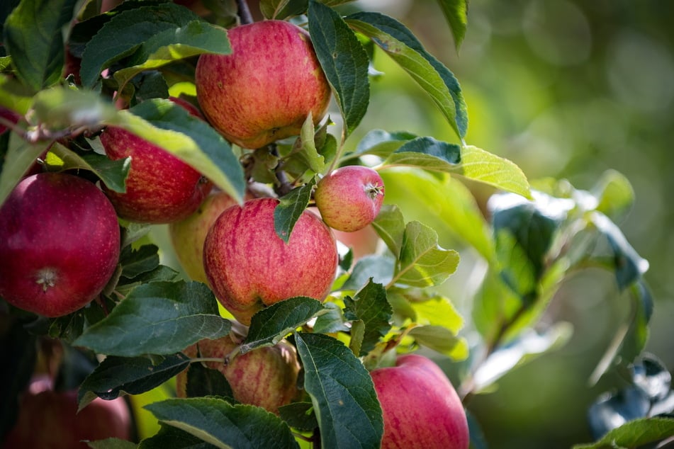 Manche Äpfel sind wegen der Trockenheit etwas klein. Aber tagsüber Wärme und kühle Nächte sorgen für eine klasse Ausfärbung.