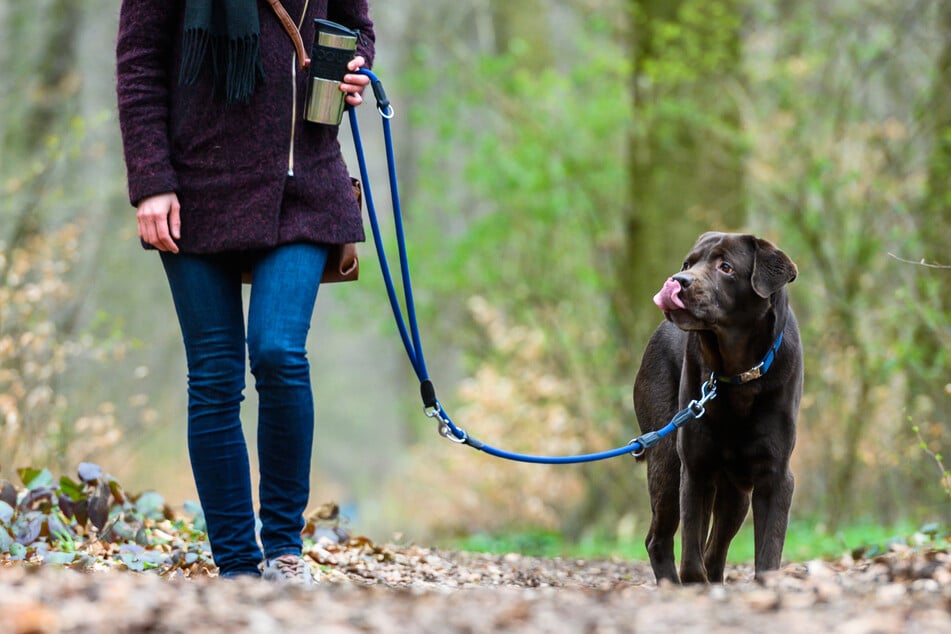 Wer seinen Hund nicht ordnungsgemäß angemeldet hat oder die Leinenpflicht missachtet, dem drohen in Köln empfindliche Strafen. (Symbolbild)