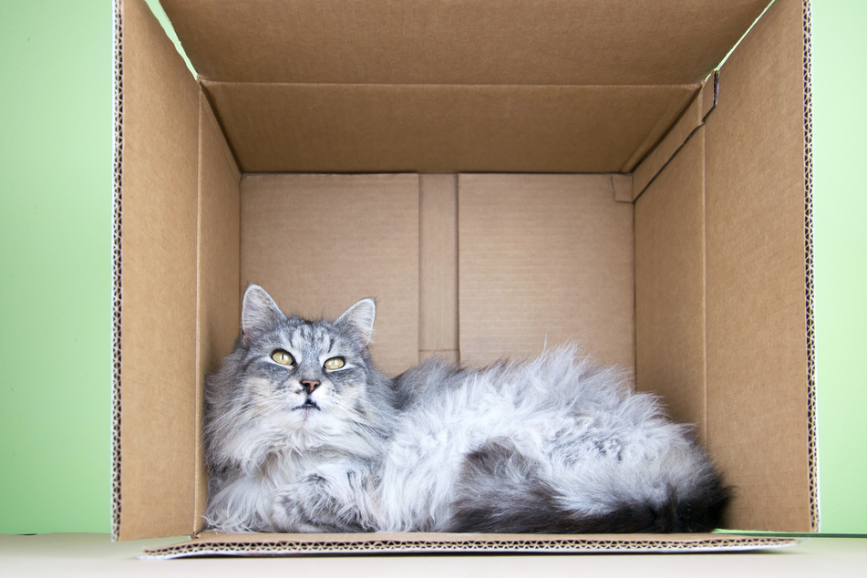 Ein einfacher leerer Karton kann beim Umzug mit Katze super helfen.