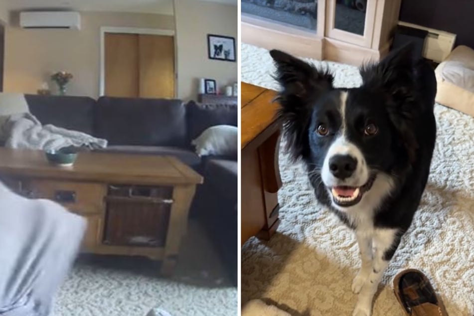 Dog owner catches her pup in a furious battle – with a hilarious foe!